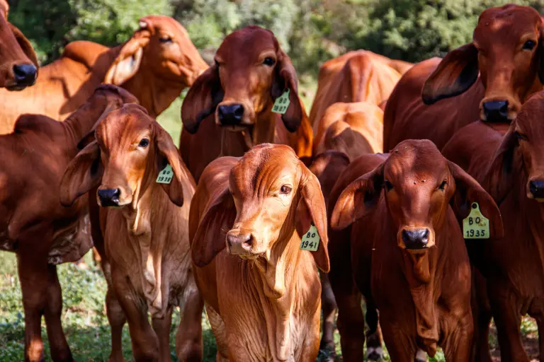 The cows in a green field on a sunny day